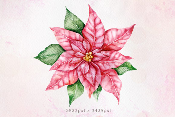 Christmas Poinsettia Watercolor Illustration for Branding